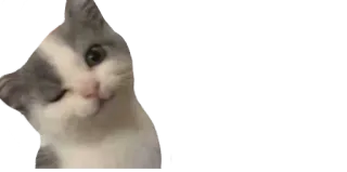 😉 b1d9b1a9 고양이, 윙크, 동물, 애완 동물 telegram sticker