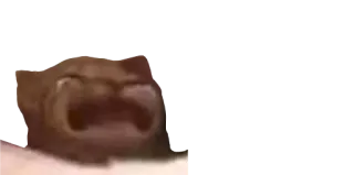 😭 b23fb8b9 고양이, 밈, 웃긴, 동물, 소리지르는, 고양이 밈 telegram sticker