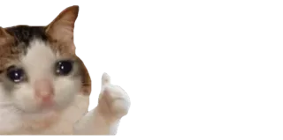 😢 b7eaf56b 고양이, 울음, 밈, 좋아요 telegram sticker