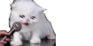 😭 b845c503 고양이, 새끼고양이, 인터뷰, 마이크, 동물, 귀여운 telegram sticker