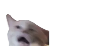 😫 c228ea40 고양이, 비명, 동물, 밈 telegram sticker