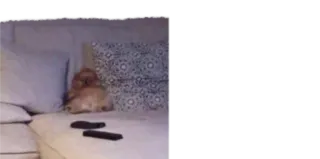 🥺 d38fcc73 telegram sticker