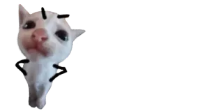 😠 f92d62a3 고양이, 동물, 스티커, 밈 telegram sticker