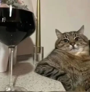 🤩 1dfaac13 Katze, Wein, Glas, lustig, Haustier, Tier, Haustier telegram sticker