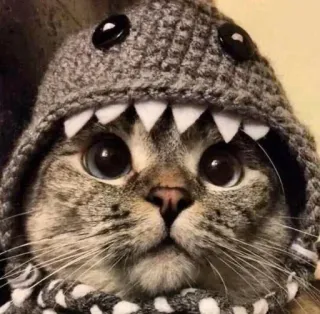 🤩 280c792c Katze, Hai, Tier, Haustier, süß, Kätzchen, Hut telegram sticker