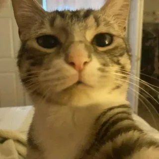 🤩 34a1de45 Katze, Tier, Haustier, Hauskatze, Säugetier, Katzenartig telegram sticker