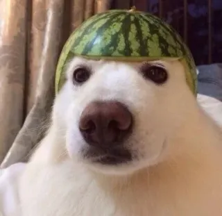 🤩 3cec0cc8 Hund, Wassermelone, Helm, lustig, süß, Tier, Haustier telegram sticker