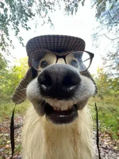 🤩 44f089ae hund, brille, hut, lustig, porträt, nahaufnahme, tier telegram sticker
