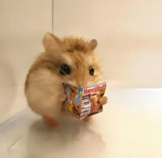 🤩 4f951033 Mouses Health Hamster, Lesen, Zeitschrift, niedlich, Tier, Nagetier telegram sticker