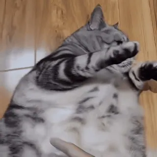 🤩 889e2112 Katze, Haustier, Tier, Bauch, getigert telegram sticker