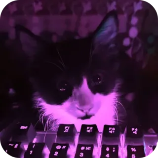 🐱 950ad685 Katze, Tastatur, Haustier, Tier, süß, schwarz-weiße Katze, Kätzchen, Laptop telegram sticker