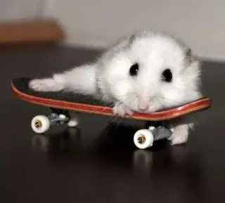 🤩 9e25343b Hamster, Skateboard, Tier, süß, Haustier, Nagetier, Skaten, winzig telegram sticker
