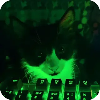 🐱 f77938cf Katze, Tastatur, Computer, Grün, Haustier, Tier telegram sticker