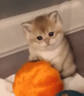 🥺 36e5b18f kätzchen, katze, süß, orange, tier, haustier, hauskatze whatsapp sticker