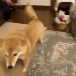 😘 cd179810 Hund, Haustier, Tier, Haustier, Hund, süß, spielen whatsapp sticker