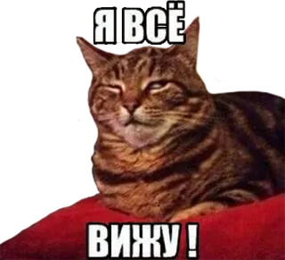 👀 3a662b38 Я ВСЁ ВИЖУ! cat, meme, russian, funny, animal telegram sticker