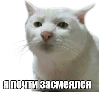 😐 6eb0ffca Я почти засмеялся cat, funny, meme, animal, white cat telegram sticker