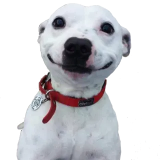 😊 7c46d2cc dog, pet, animal, white dog, red collar, smiling dog telegram sticker