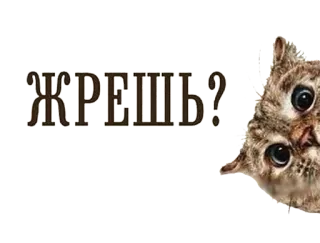 🍔 911cff0d ЖРЕШЬ? cat, question, food, eating, russian telegram sticker