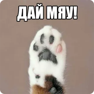 👋 ab29a85e ДАЙ МЯУ! cat, paw, russian, animal, cute, pet telegram sticker