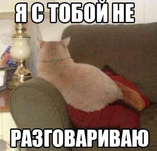 😒 aff28f7b Я С ТОБОЙ НЕ РАЗГОВАРИВАЮ cat, couch, funny, meme, sitting telegram sticker