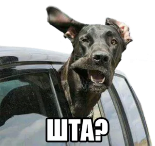 ❓ c28663db ШТА? dog, car, funny, window, pet, animal telegram sticker