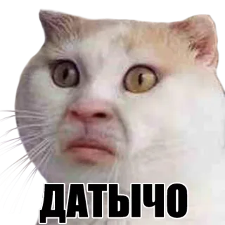 😳 df93b0f3 ДАТЫЧО cat, funny, meme, russian, animal, sticker telegram sticker