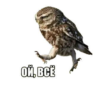 🐦 f9141e33 ОЙ, ВСЁ owl, bird, meme, funny, russian telegram sticker