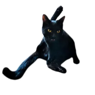 😡 2b50fd4b 猫, 黑猫, 美容, 动物, 宠物, 瑜伽 telegram sticker