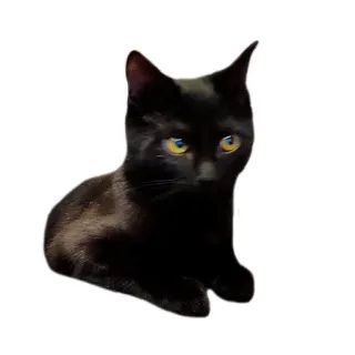 👀 2ef303a6 猫, 动物, 黑色, 小猫, 宠物 telegram sticker