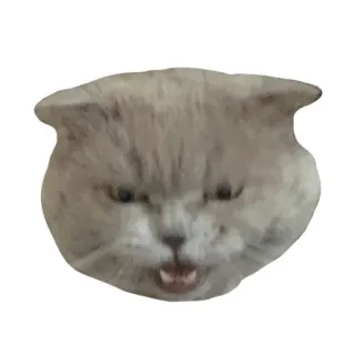🤬 6476b464 猫, 生气, 表情包, 动物, 搞笑 telegram sticker