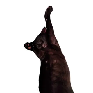 💃 c1fd810e 猫, 黑猫, 伸展, 动物 telegram sticker