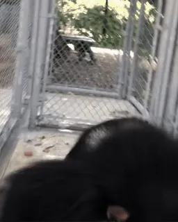 🐵 09fcfa33 telegram sticker