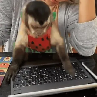 🐵 413e228e Affe, tippen, Laptop, Tier, lustig, süß telegram sticker