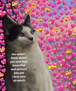🌸 a06bddb3 me when i think about you and how beautiful and perfect you are i love you so much mèo, trái tim, tình yêu, dễ thương, meme whatsapp sticker