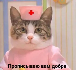 👩‍⚕ b30a3cd9 Прописываю вам добра mèo, y tá, động vật, dễ thương, điều tốt whatsapp sticker