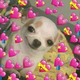 🌚 fb40fc70 chó, chihuahua, trái tim, tình yêu, dễ thương, động vật, chó con whatsapp sticker