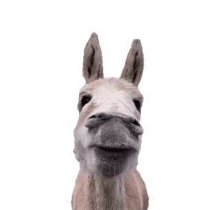 TikTok Animals • @TgStickery telegram stickers