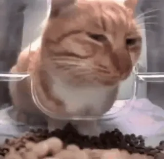 😼 5379fa25 cat, animal, pet, food, domestic animal telegram sticker