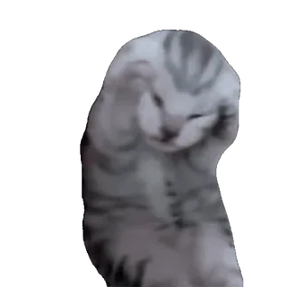 🙀 887d5253 cat, animal, pet, sticker telegram sticker