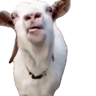 😍 09bbe3c5 ヤギ, 動物, 白, 哺乳類 telegram sticker