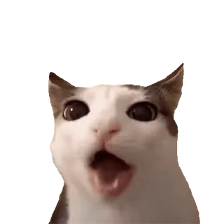 ☺️ 28125327 猫, ミーム, びっくり, 口を開ける, 動物 telegram sticker