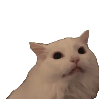 😡 3f825cac 猫, 白, ミーム, 動物 telegram sticker