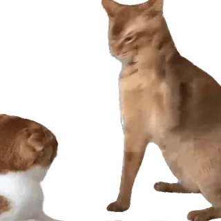 😡 54acca79 猫, 座っている, 見ている, 赤毛, ペット telegram sticker