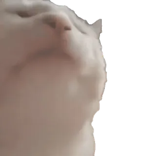 🥳 65d8d45f 猫, ミーム, 白猫, 動物 telegram sticker