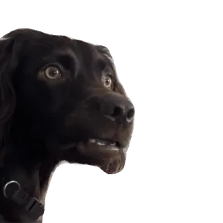 👀 bfedc7df 犬, 茶色, 怖い, びっくり telegram sticker