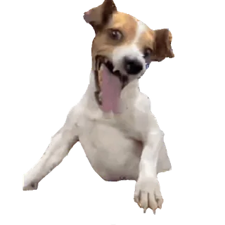 😁 dc9760df 犬, 動物, ペット, 興奮, ジャックラッセル telegram sticker