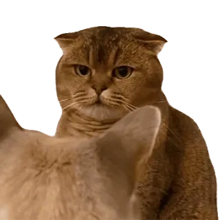 💀 f965e58a 猫, 動物, ペット, かわいい telegram sticker