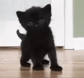 🥰 003ce936 猫, 小猫, 黑色, 动物, 可爱, 宠物 telegram sticker