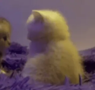 😳 03b2e1f4 猫, 小猫, 动物, 宠物, 可爱, 毛茸茸 telegram sticker